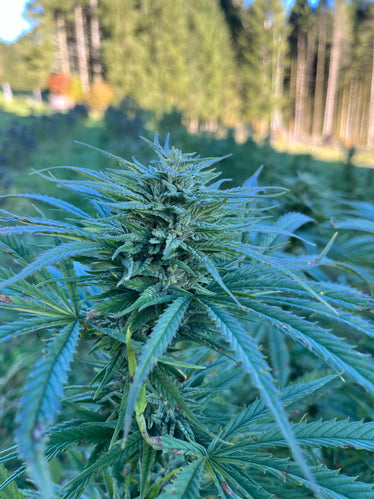 Poncirus Song : CBD 9.3% / THC < 0.3% - Cette Bonne Détente ! Le Chanvre par Excellence