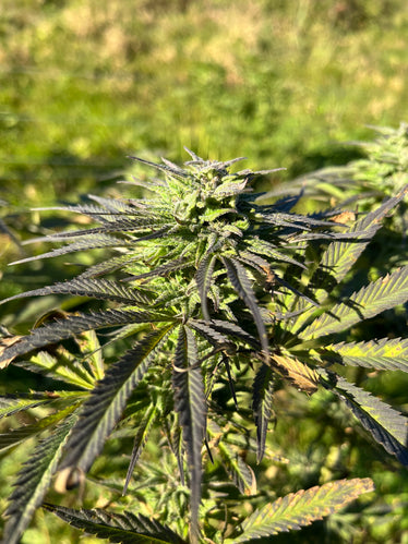 Orange Buddha : CBD 8.5% / THC < 0.3% - Cette Bonne Détente ! Le Chanvre par Excellence