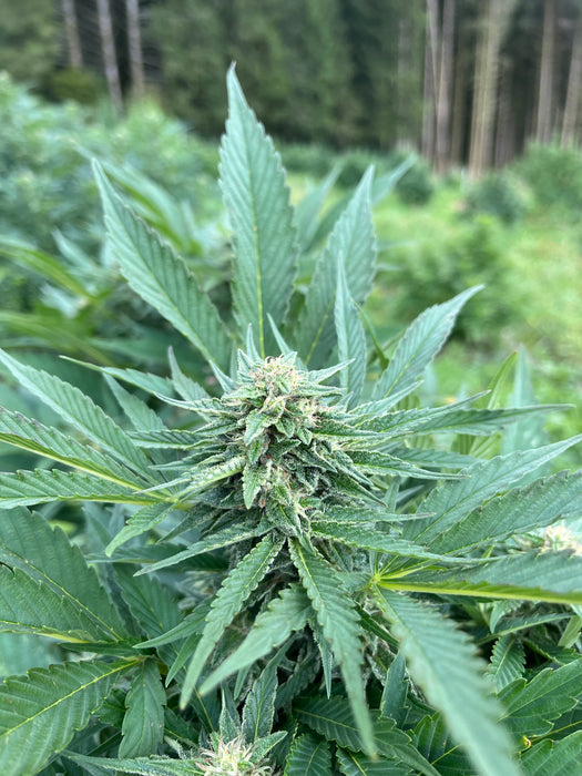 Shivas Dance : CBD 9.8% / THC < 0.3% - Cette Bonne Détente ! Le Chanvre par Excellence