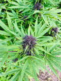 Mazzal Kush Millésime : CBD 8.5% / THC < 0.3%