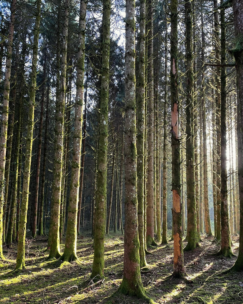 La Mélodie en Sous-bois - Cette Bonne Détente ! Le Chanvre par Excellence
