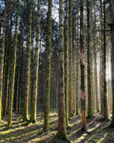 La Mélodie en Sous-bois