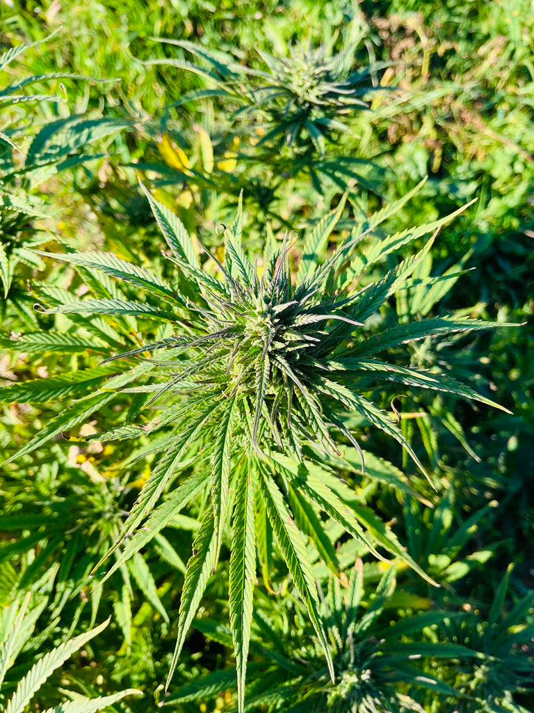 Poncirus Song : CBD 9.1% / THC < 0.3% - Cette Bonne Détente ! Le Chanvre par Excellence