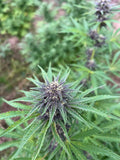 Lemon Buddha Millésime : CBD 9.9% / THC < 0.3%