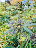 Peach Buddha Millésime : CBD 9,9% / THC < 0,3%