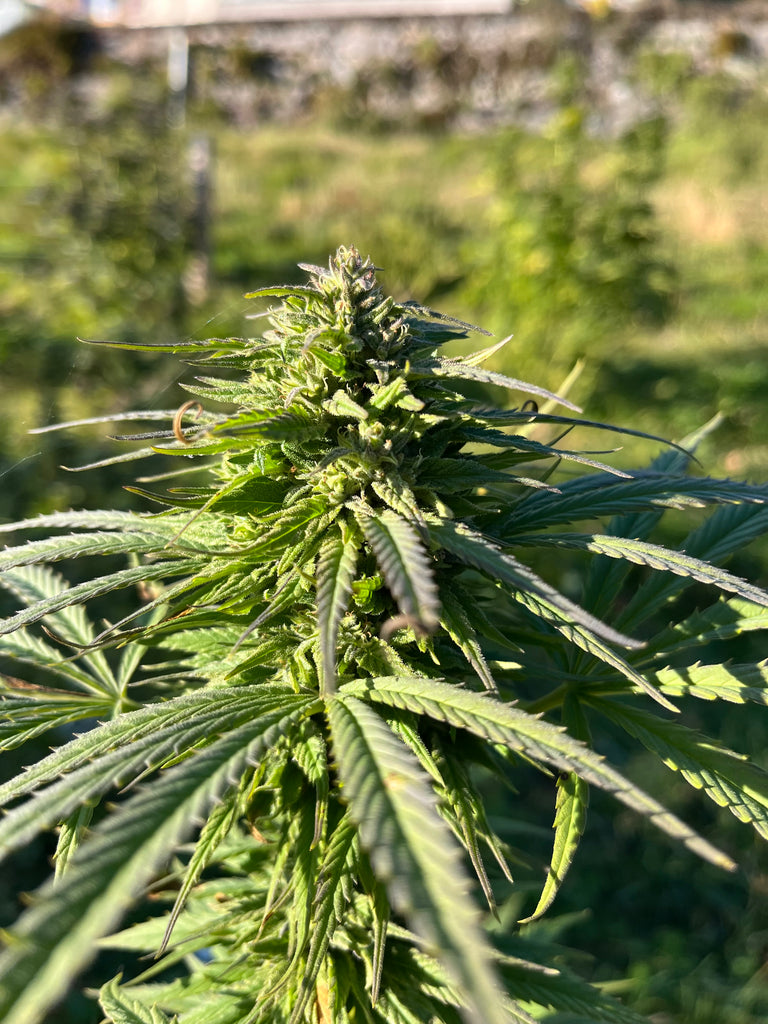 Peach Buddha : CBD 8.5% / THC < 0.3% - Cette Bonne Détente ! Le Chanvre par Excellence