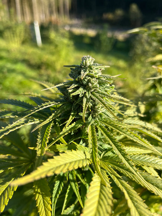 Bubble Meadows : CBD 6.1% / THC < 0.3% - Cette Bonne Détente ! Le Chanvre par Excellence