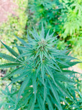 Orange Buddha : CBD 9.9% / THC < 0.3%