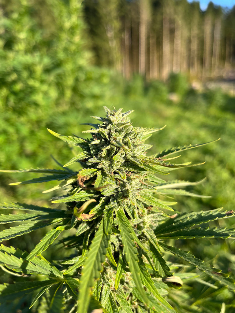 Frozen Buddha CBG : CBG 9.7% / THC < 0.3% - Cette Bonne Détente ! Le Chanvre par Excellence