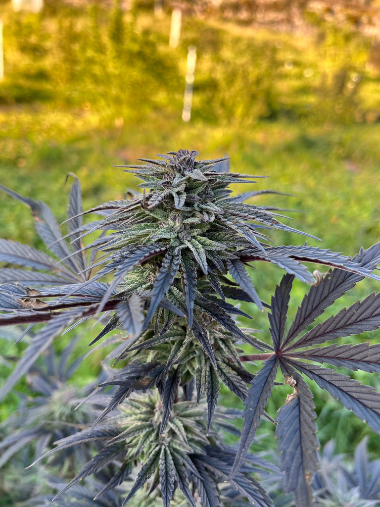 Sapphire Kush : CBD 8.8% / THC < 0.3% - Cette Bonne Détente ! Le Chanvre par Excellence