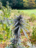 Bubble Meadows Millésime : CBD 8.5% / THC < 0.3%