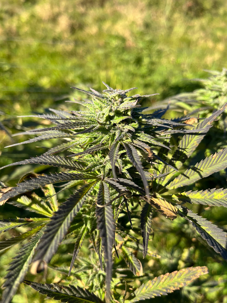 Orange Buddha : CBD 8.5% / THC < 0.3% - Cette Bonne Détente ! Le Chanvre par Excellence