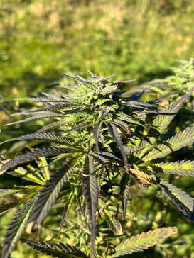 Orange Buddha : CBD 8.5% / THC < 0.3% - Cette Bonne Détente ! Le Chanvre par Excellence