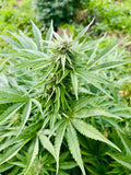 Mazzal Kush : CBD 8.5% / THC < 0.3%