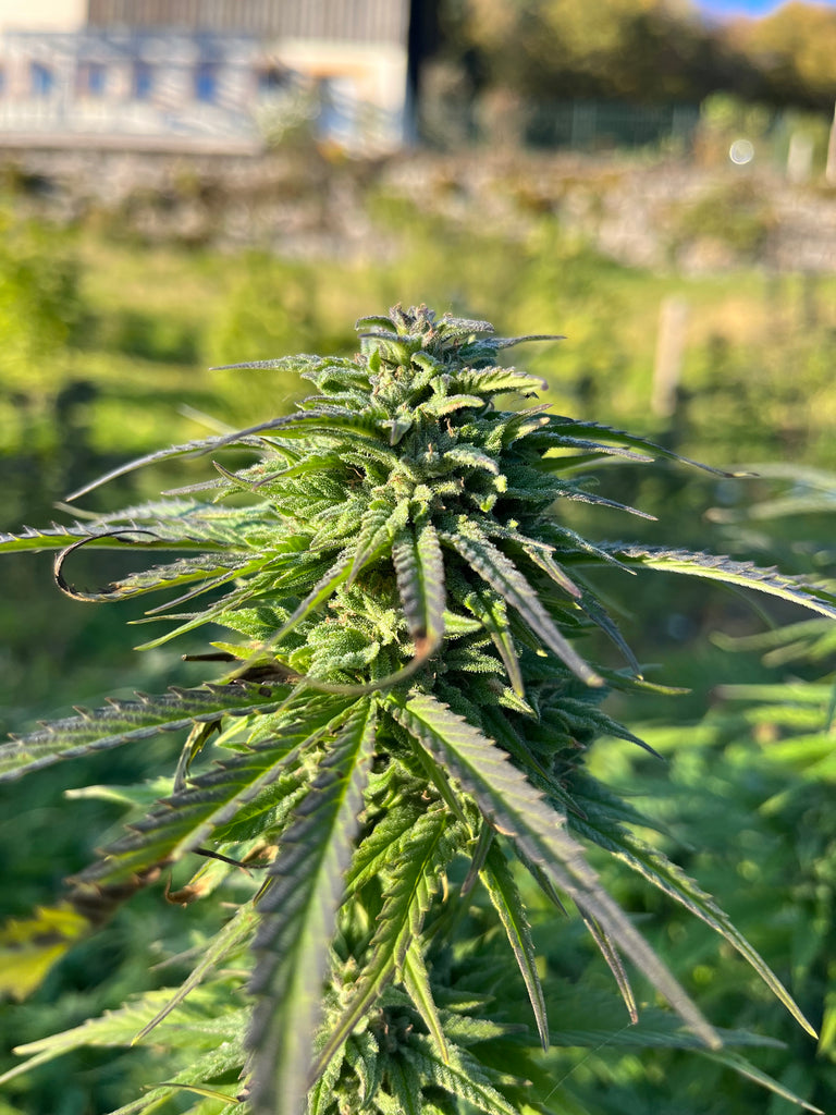Mandarine Buddark : CBD 9% / THC < 0.3% - Cette Bonne Détente ! Le Chanvre par Excellence