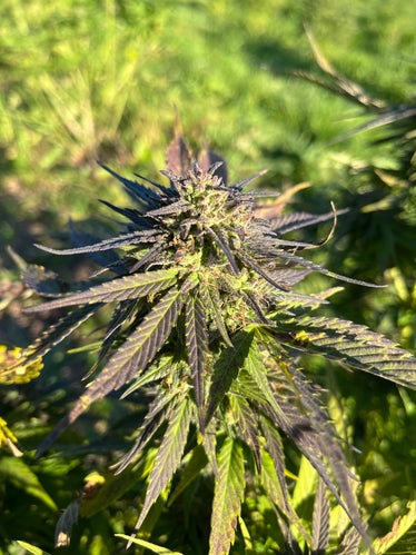Orange Buddha Millésime : CBD 8.5% / THC < 0.3% - Cette Bonne Détente ! Le Chanvre par Excellence