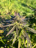 Orange Buddha Millésime : CBD 8.5% / THC < 0.3%