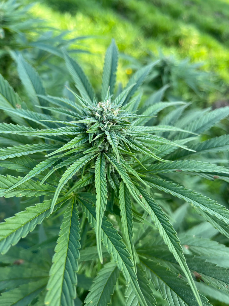 Forest Serenity : CBD 8.9% / CBG 1.4% / THC < 0.3% - Cette Bonne Détente ! Le Chanvre par Excellence