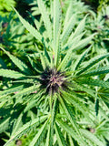 Orange Buddha Millésime : CBD 9.9% / THC < 0.3%