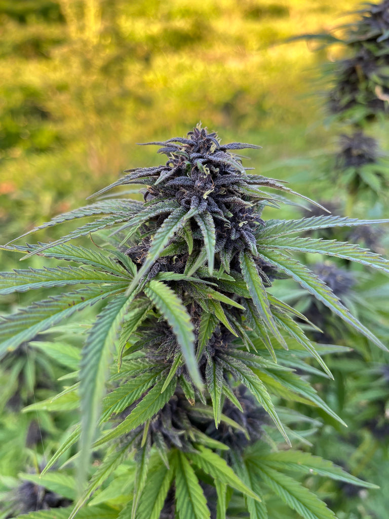 Mandarine Buddark Millésime : CBD 9% / THC < 0.3% - Cette Bonne Détente ! Le Chanvre par Excellence