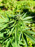 Peach Buddha : CBD 9.9% / THC < 0.3%