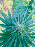Bubble Meadows : CBD 8.5% / THC < 0.3%