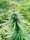 Lemon Buddha : CBD 9.9% / THC < 0.3%