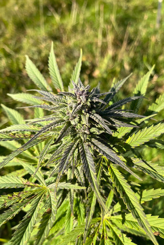 Vosgian OG : CBD 8.9% / THC < 0.3% - Cette Bonne Détente ! Le Chanvre par Excellence