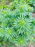 Lavendula CBG : CBG 9.4% / THC < 0.3%