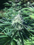 Berry Buddha : CBD 7.5% / THC < 0.3%