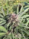 Sapphire Kush : CBD 6.3% / THC < 0.3%