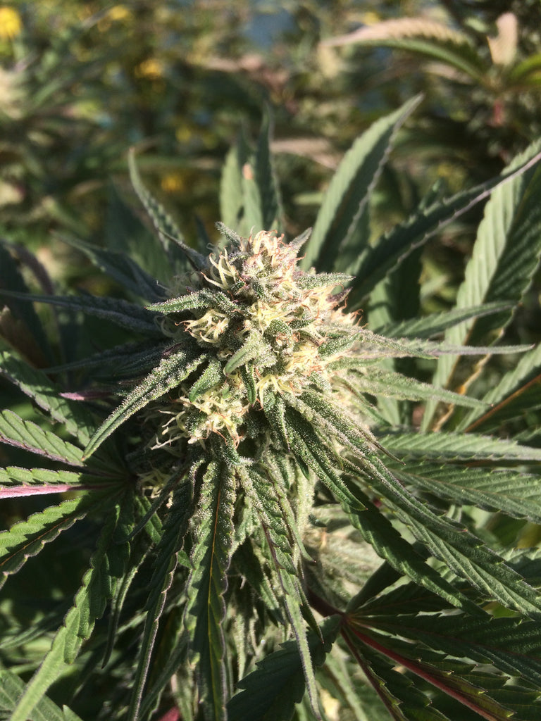 Orange Buddha : CBD 7.2% / THC < 0.3% - Cette Bonne Détente ! Le Chanvre par Excellence