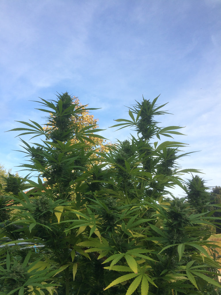 Bubble Meadows : CBD 7.1% / THC < 0.3% - Cette Bonne Détente ! Le Chanvre par Excellence