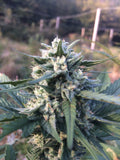 Vosgian OG : CBD 7.3% / THC < 0.3%