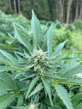 Shivas Dance : CBD 9.8% / THC < 0.3%