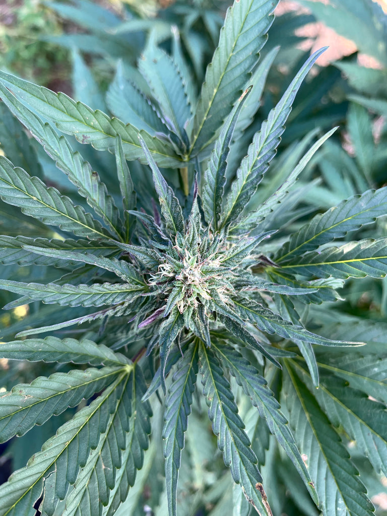 Kighlander : CBD 9.8% / THC < 0.3% - Cette Bonne Détente ! Le Chanvre par Excellence