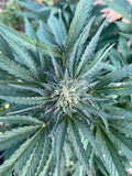 Kighlander : CBD 9.8% / THC < 0.3%