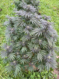 Sapphire Kush : CBD 11% / THC < 0.3%