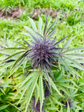 Sapphire Kush Millésime : CBD 11% / THC < 0.3%