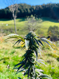 Vosgian OG : CBD 9.8% / THC < 0.3%