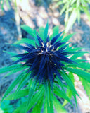 Brimbelle : Culture Bio en extérieur - Origine Vosges - CBD 2.2% / THC < 0.3%