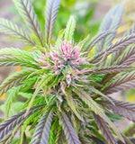 Merlot : Culture en extérieur - Origine Vosges - CBD 5.4% / THC < 0.3%