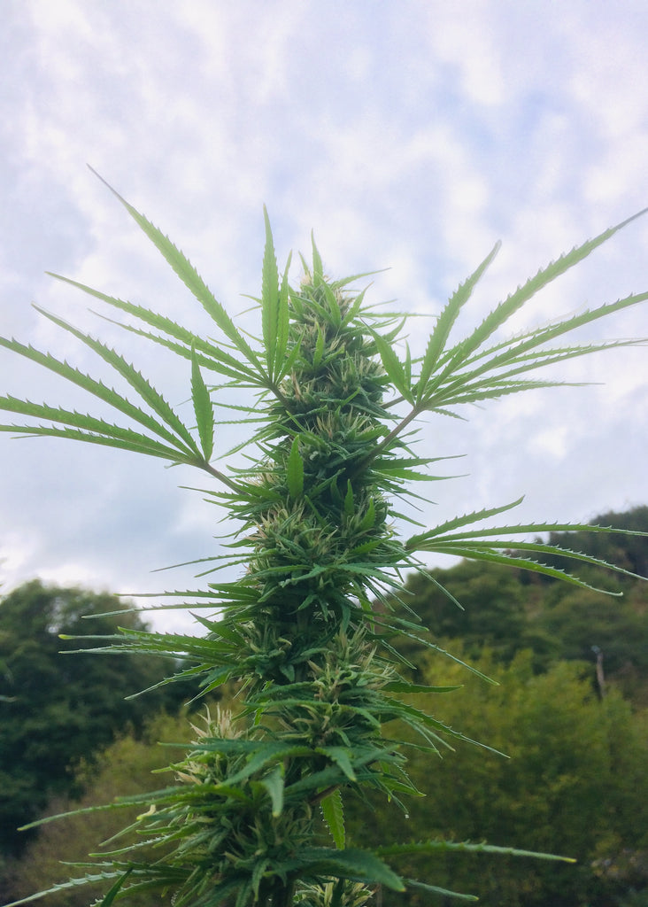 Tofaille : Culture Bio en extérieur - Origine Vosges - CBD 2.1% / THC < 0.3% - Cette Bonne Détente ! Le Chanvre par Excellence