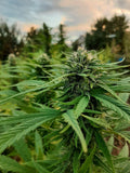 Berry Blossom : Culture en extérieur - Origine Vosges - CBD 5.4% / THC < 0.3%